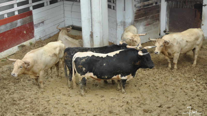 Feria del toro 2026 : visite des toros
