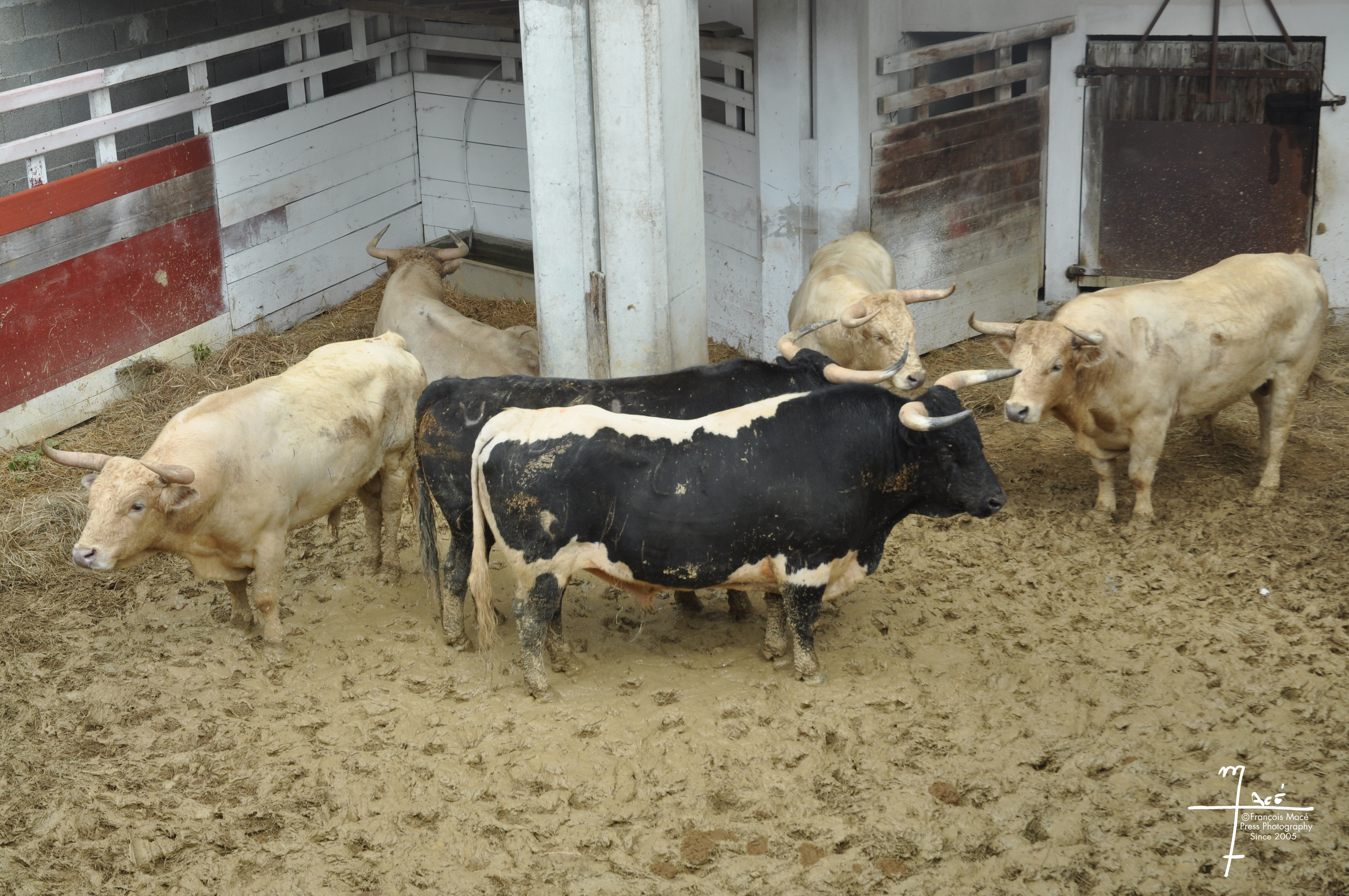 toros feria 2025