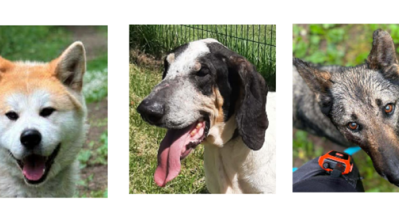 Réouverture du refuge : Louki, Princesse et Nashoba vous attendent !