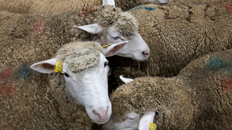 Abattage rituel ovin - Célébration de la fête religieuse musulmane de l’aïd el-Kebir