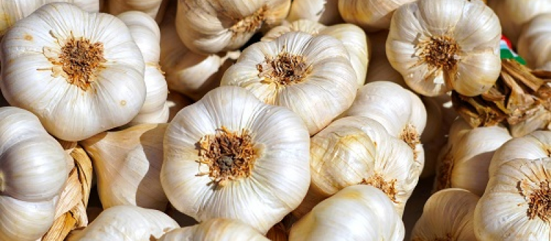 l'Ail Blanc de Lomagne Saint-Clar est au cœur de ce territoire d'exception