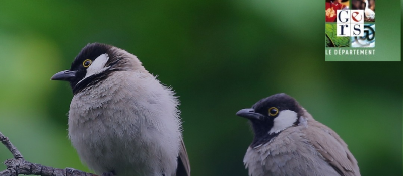 Grande opération de comptage des oiseaux des jardins