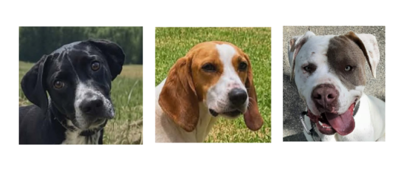 Salsa, Mona et Barka à la une de ce premier samedi de juin