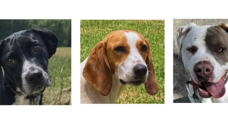 Salsa, Mona et Barka à la une de ce premier samedi de juin