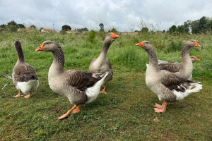 Une seconde vie pour plus de 200 oies : une grande journée d’adoption organisée samedi par l’association Champs Libres Aux Poules