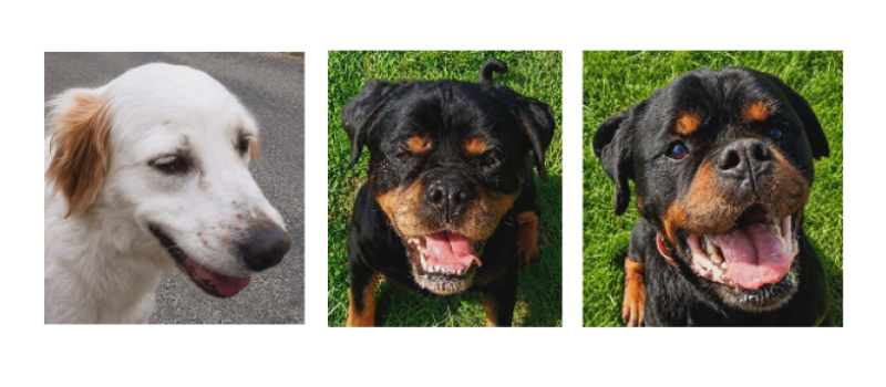 Lilas, Hera et Achille à la une cette semaine !
