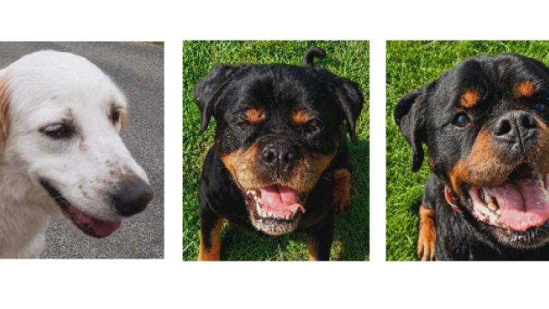 Lilas, Hera et Achille à la une cette semaine !
