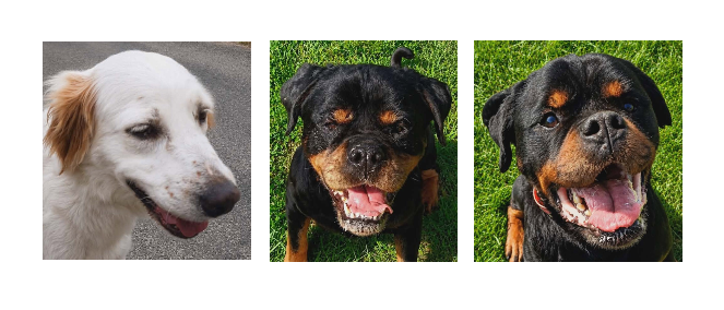 Le trio de la semaine