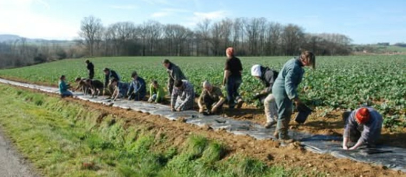 Bénéficiez de plantations de haies gratuites