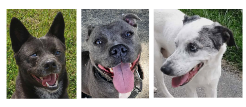 Le trio de l'été : Blacky, Tayra et Tomy