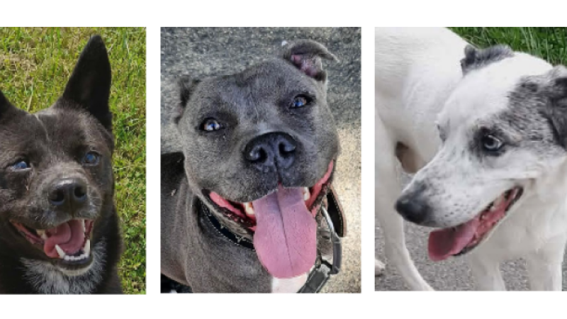 Le trio de l'été : Blacky, Tayra et Tomy