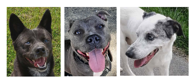 Le trio du jour