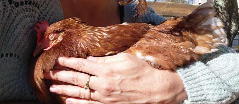Promises à l'abattoir : une mobilisation pour offrir une seconde vie à des poules à St Caprais