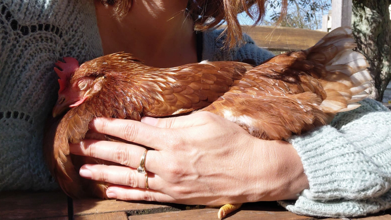Promises à l'abattoir : une mobilisation pour offrir une seconde vie à des poules à St Caprais