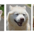Rio et Tiago, les deux husky et Albert à la une cette semaine !