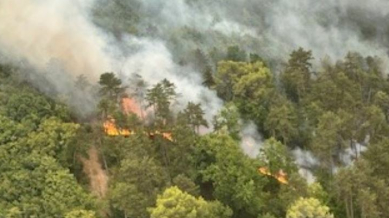 Canicule et risque d'incendie : le Conseil départemental du Gers ferme l'accès à ses massifs forestiers