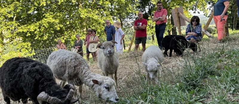 De nouveaux habitants à quatre pattes pour entretenir la commune
