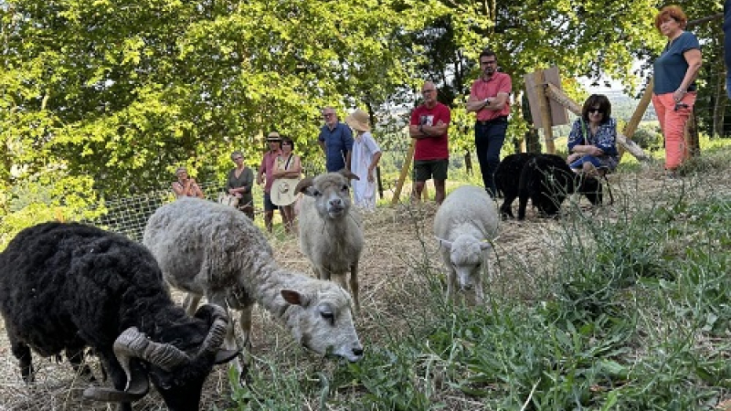 De nouveaux habitants à quatre pattes pour entretenir la commune