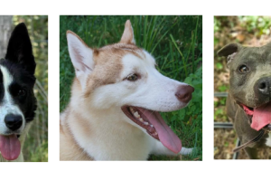 Bella, Diesel et Benko, le trio de la semaine