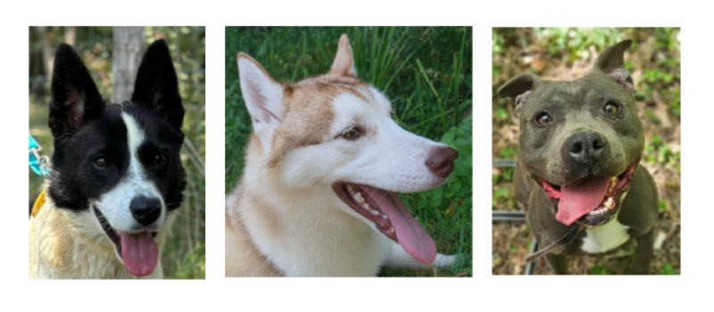 Bella, Diesel et Benko, le trio de la semaine