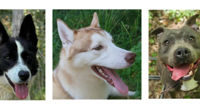 Bella, Diesel et Benko, le trio de la semaine