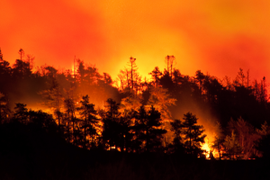 Maintien des mesures de restriction des activités en forêt pour limiter le risque d’incendie