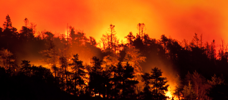 Maintien des mesures de restriction des activités en forêt pour limiter le risque d’incendie