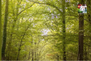 Vigilance orange « feux de forêt » ce lundi 6 juillet.