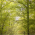 Vigilance orange « feux de forêt » ce lundi 6 juillet.
