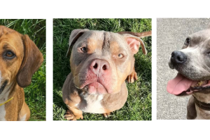 A la une cette semaine, Milo, Marley et Pablo
