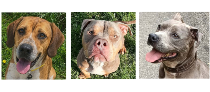 A la une cette semaine, Milo, Marley et Pablo