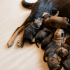 Urgent : la SPA recherche des familles d'accueil pour 8 chiots !
