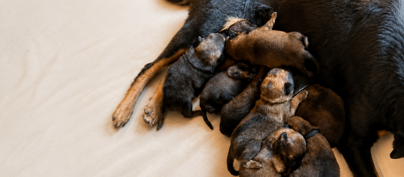 Urgent : la SPA recherche des familles d'accueil pour 8 chiots !