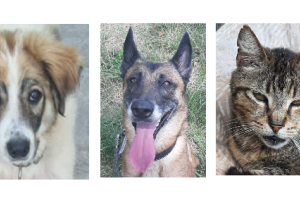 Baloo, le chiot, SIa, la malinoise et Hermes le matou à la une en ce dernier samedi de juillet !