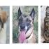 Baloo, le chiot, SIa, la malinoise et Hermes le matou à la une en ce dernier samedi de juillet !