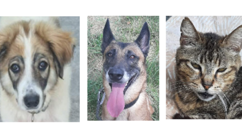 Baloo, le chiot, Sya, la malinoise et Hermes le matou à la une en ce dernier samedi de juillet !