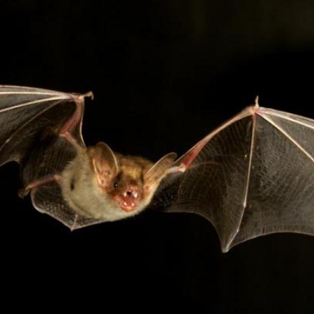 chauve-souris-2.jpg