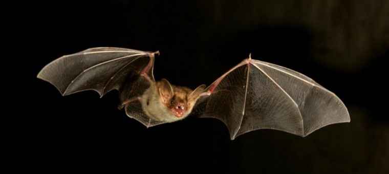 chauve-souris-2.jpg