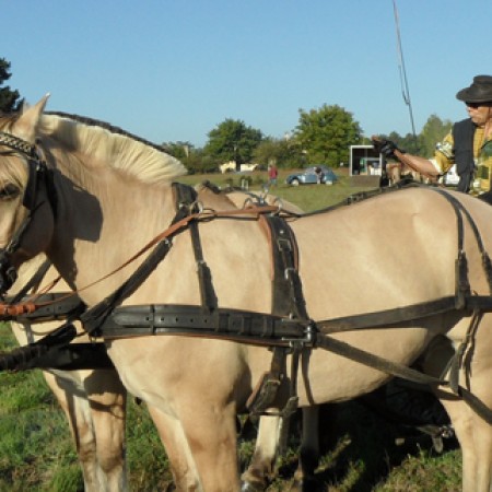 chevaux bando.jpg