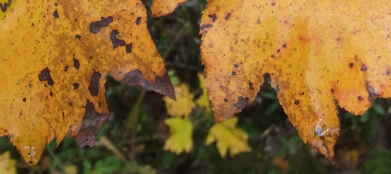 cpie gersois feuilles.jpg