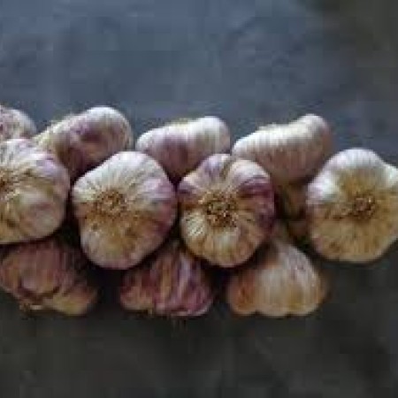 ail violet cadour.jpg