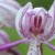 Fête de l'Orchidée : découverte des orchidées sauvages sur les coteaux de Saint-Arailles le 1er mai